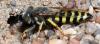 Bembix oculata